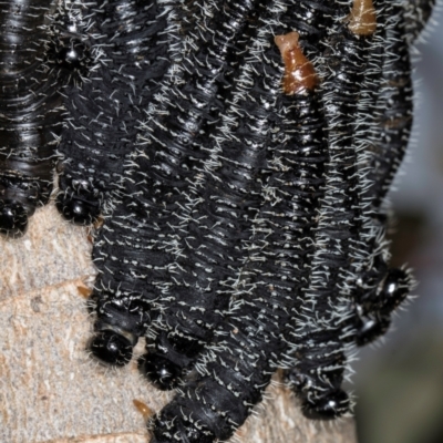 Perginae sp. (subfamily) (Unidentified pergine sawfly) at Hall, ACT - 28 Aug 2024 by kasiaaus