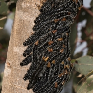 Perga sp. (genus) at Hall, ACT - 28 Aug 2024