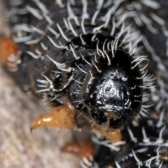 Perga sp. (genus) at Hall, ACT - 28 Aug 2024