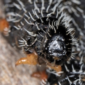 Perga sp. (genus) at Hall, ACT - 28 Aug 2024