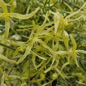 Clematis leptophylla at Collector, NSW - 28 Aug 2024