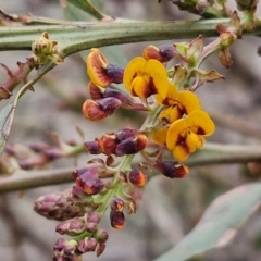 Daviesia latifolia (Hop Bitter-Pea) at Collector, NSW - 28 Aug 2024 by trevorpreston