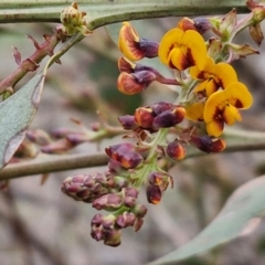 Daviesia latifolia at Collector, NSW - 28 Aug 2024