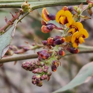 Daviesia latifolia at Collector, NSW - 28 Aug 2024