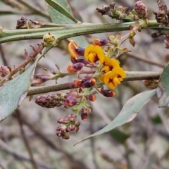 Daviesia latifolia at Collector, NSW - 28 Aug 2024