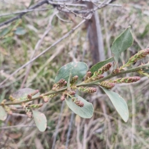 Daviesia latifolia at Collector, NSW - 28 Aug 2024