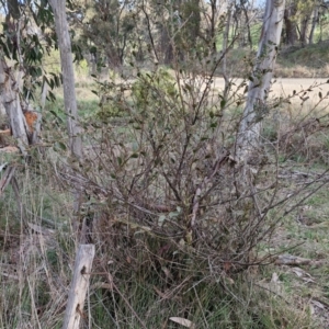 Daviesia latifolia at Collector, NSW - 28 Aug 2024