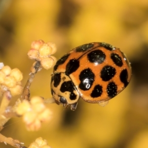 Harmonia conformis at Hall, ACT - 28 Aug 2024