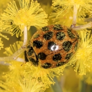 Harmonia conformis at Hall, ACT - 28 Aug 2024