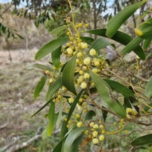 Acacia melanoxylon at Collector, NSW - 28 Aug 2024