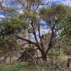 Acacia melanoxylon at Collector, NSW - 28 Aug 2024