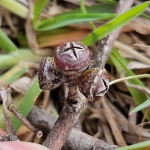 Eucalyptus rubida subsp. rubida at Collector, NSW - 28 Aug 2024