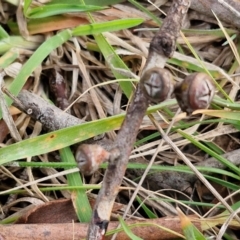 Eucalyptus rubida subsp. rubida at Collector, NSW - 28 Aug 2024