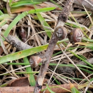 Eucalyptus rubida subsp. rubida at Collector, NSW - 28 Aug 2024 04:27 PM