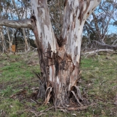 Eucalyptus rubida subsp. rubida at Collector, NSW - 28 Aug 2024 04:27 PM