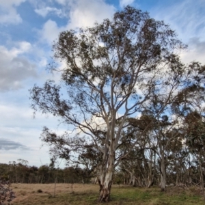 Eucalyptus rubida subsp. rubida at Collector, NSW - 28 Aug 2024 04:27 PM