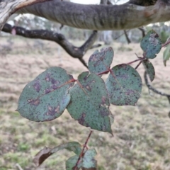 Eucalyptus rubida subsp. rubida at Collector, NSW - 28 Aug 2024 04:27 PM