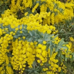 Acacia baileyana (Cootamundra Wattle, Golden Mimosa) at Collector, NSW - 28 Aug 2024 by trevorpreston