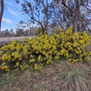 Acacia baileyana at Collector, NSW - 28 Aug 2024 04:16 PM