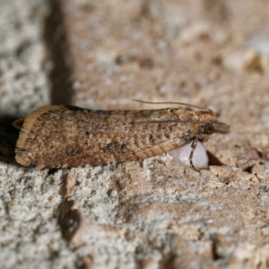 Isochorista pumicosa at Harrison, ACT - 25 Aug 2024