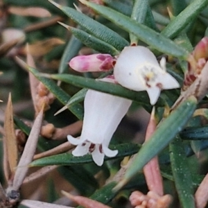 Lissanthe strigosa subsp. subulata at Collector, NSW - 28 Aug 2024