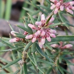 Lissanthe strigosa subsp. subulata at Collector, NSW - 28 Aug 2024