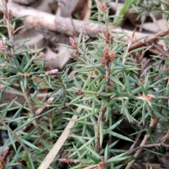 Lissanthe strigosa subsp. subulata at Collector, NSW - 28 Aug 2024