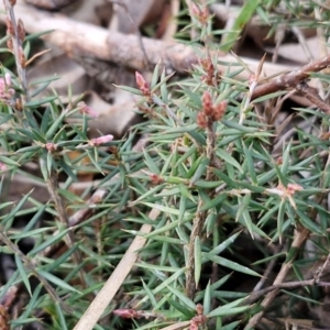 Lissanthe strigosa subsp. subulata at Collector, NSW - 28 Aug 2024