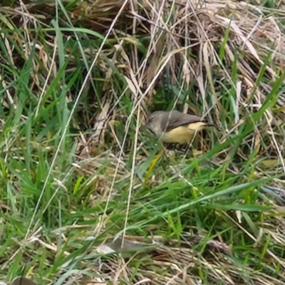 Acanthiza reguloides (Buff-rumped Thornbill) at Collector, NSW - 28 Aug 2024 by trevorpreston