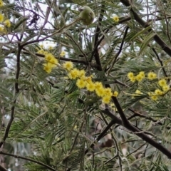 Acacia dealbata subsp. dealbata (Silver Wattle) at Collector, NSW - 28 Aug 2024 by trevorpreston