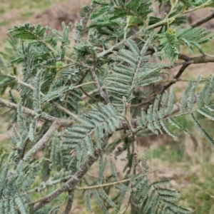 Acacia dealbata subsp. dealbata at Collector, NSW - 28 Aug 2024 04:03 PM