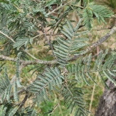 Acacia dealbata subsp. dealbata at Collector, NSW - 28 Aug 2024 04:03 PM