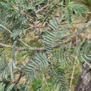 Acacia dealbata subsp. dealbata at Collector, NSW - 28 Aug 2024 04:03 PM