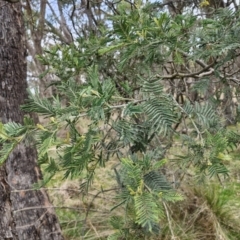 Acacia dealbata subsp. dealbata at Collector, NSW - 28 Aug 2024 04:03 PM