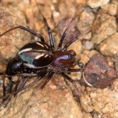 Habronestes bradleyi (Bradley's Ant-Eating Spider) at Hall, ACT - 28 Aug 2024 by kasiaaus