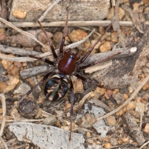 Habronestes bradleyi at Hall, ACT - 28 Aug 2024 01:15 PM