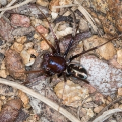 Habronestes bradleyi at Hall, ACT - 28 Aug 2024 01:15 PM