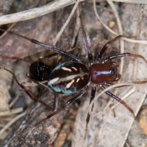 Habronestes bradleyi at Hall, ACT - 28 Aug 2024 01:15 PM