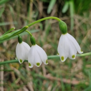 Leucojum aestivum at Collector, NSW - 28 Aug 2024 04:01 PM