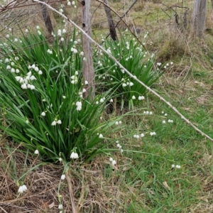 Leucojum aestivum at Collector, NSW - 28 Aug 2024 04:01 PM