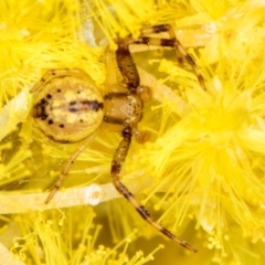 Australomisidia sp. (genus) (Flower spider) at Hall, ACT - 28 Aug 2024 by kasiaaus