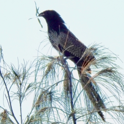 Centropus phasianinus (Pheasant Coucal) at Main Beach, QLD - 19 Dec 2021 by KMcCue