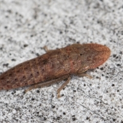 Stenocotini sp. (tribe) (A leafhopper) at Hall, ACT - 28 Aug 2024 by kasiaaus