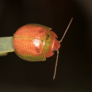 Paropsisterna simsoni at Hall, ACT - 28 Aug 2024 01:33 PM