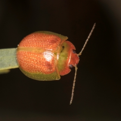 Paropsisterna simsoni (A leaf beetle) at Hall, ACT - 28 Aug 2024 by kasiaaus