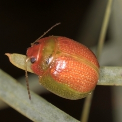 Paropsisterna simsoni at Hall, ACT - 28 Aug 2024 01:33 PM