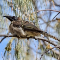 Philemon corniculatus (Noisy Friarbird) at Surfers Paradise, QLD - 21 Dec 2021 by KMcCue