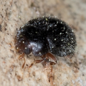 Coccinellidae (family) at Hall, ACT - 28 Aug 2024 01:35 PM