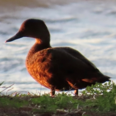 Anas castanea (Chestnut Teal) at Budgewoi, NSW - 28 Aug 2024 by lbradley