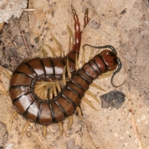 Cormocephalus aurantiipes at Hall, ACT - 28 Aug 2024